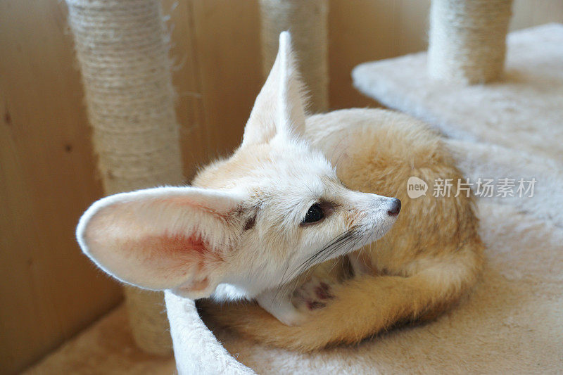 耳廓狐(vulpes zerda)是一种在北非撒哈拉沙漠发现的小型夜行狐狸。